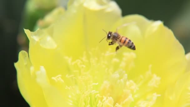 Salvador Bahia Brasil Enero 2021 Insectos Abeja Africana Recolectando Néctar — Vídeos de Stock