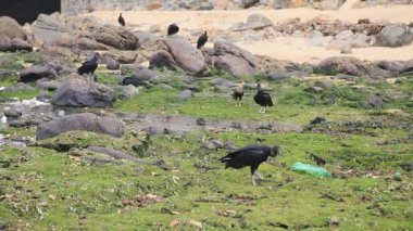 Salvador, Bahia, Brezilya - 11 Ocak 2021: Akbabalar ve yırtıcı kuşlar Salvadordaki Costa Azul plajında enkaz ve çöp dolu bir alanda görülürler. Malzeme Kamurugipe Nehri 'nin kanalına boşaltılır ve denize salınır..