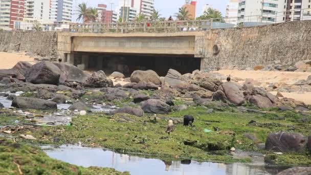 Salvador Bahia Brazil Styczeń 2021 Sępy Drapieżne Ptaki Widziane Obszarze — Wideo stockowe