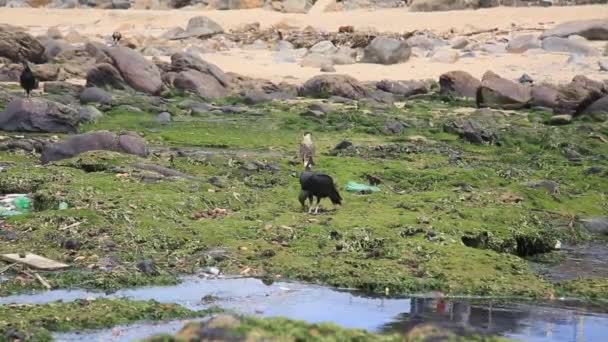 2021年1月11日 在科斯塔阿苏尔海滩上发现秃鹫和猛禽 它们的尸体和垃圾被排入卡穆鲁吉佩河的下水道 并被释放到海里 — 图库视频影像