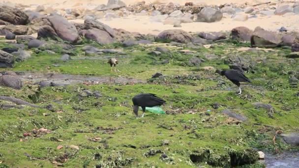 Salvador Bahia Brasil Janeiro 2021 Abutres Aves Rapina São Vistos — Vídeo de Stock