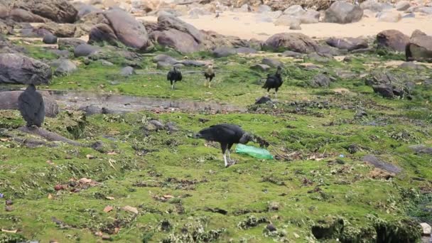 ブラジルのバヒア州サラドール2021年1月11日 サルバドルのコスタ アズール ビーチのゴミやゴミのある地域では ハゲワシや獲物の鳥が見られます 材料は Camurgipe川の下水チャンネルに排水され 海に放出されます — ストック動画