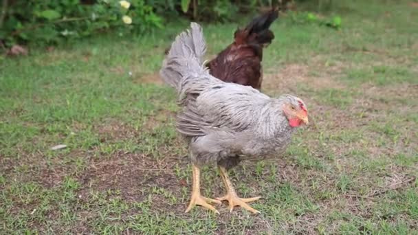 Salvador Bahia Brazil Januari 2021 Kycklingar Ses Ett Grönområde Stadsdelen — Stockvideo