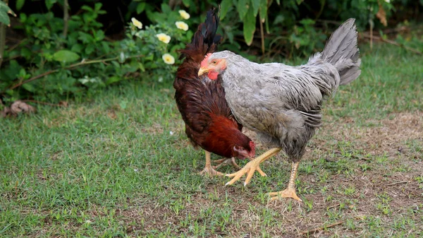 Salvador Bahia Braziliaans Januari 2021 Kippen Worden Gezien Een Groen — Stockfoto