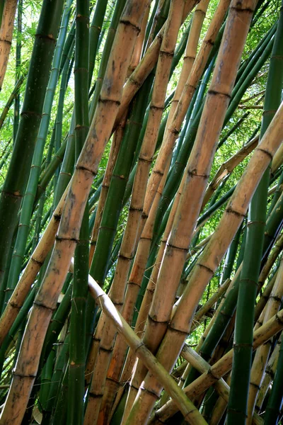 Salvador Bahia Brazil Januari 2021 Bambuplantage Väg Till Den Internationella — Stockfoto
