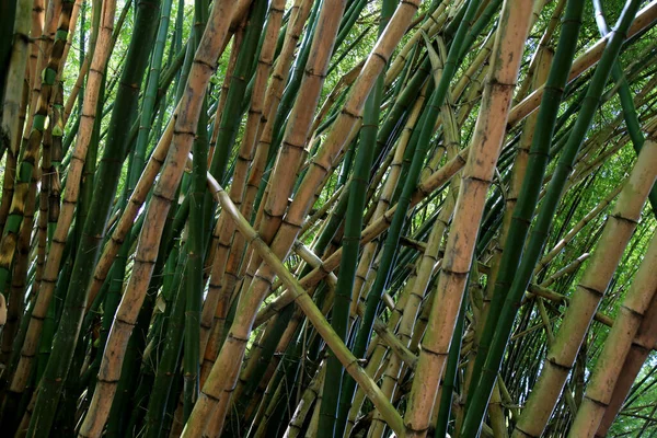 Salvador Bahia Brazil Januari 2021 Bambuplantage Väg Till Den Internationella — Stockfoto