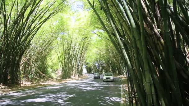 Salvador Bahia Brazília 2021 Január Jármű Átmegy Bambuszültetvényen Salvador Nemzetközi — Stock videók