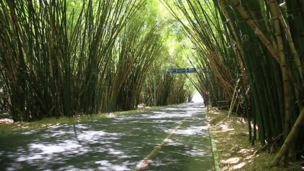 생존자 브라질 하운하구 2021 살바도르의 항공학으로 대나무 농장을 통과하는 — 비디오