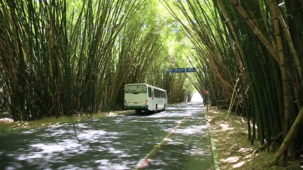 Salvador Bahia Brasilien Januar 2021 Fahrzeugverkehr Durch Bambusplantage Auf Dem — Stockvideo