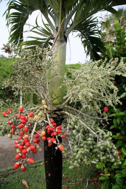 Salvador, Bahia, Brezilya - 15 Ocak 2021: Salvador 'daki Pituba mahallesindeki bir bahçede adonidia palmiyesinin meyvesi görülür. * * * Yerel altyazı * *