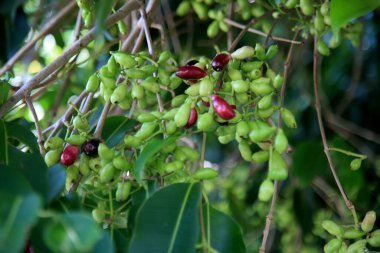 Salvador, Bahia, Brezilya - 18 Ocak 2021: Jamelao 'nun meyvesi - Syzygium cumini, Salvador şehrinde görüldü..