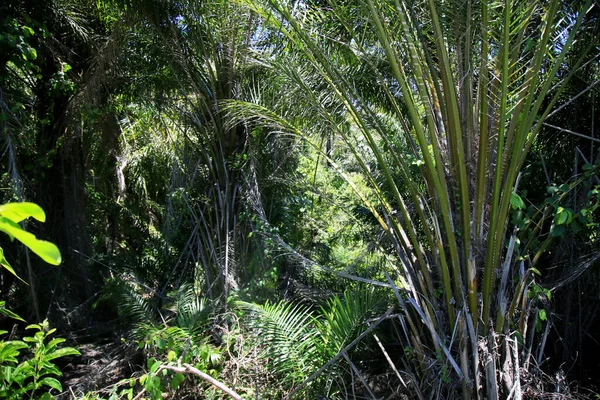 Salvador Bahia Brazil January 2021 Dende Palm Plantation City Salvador — Stock Photo, Image