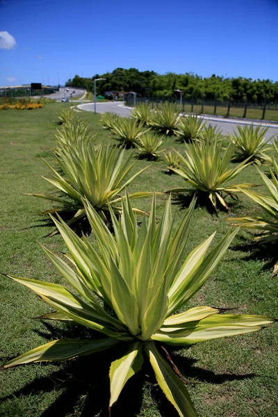 Salvador Bahia Brasil Enero 2021 Agave Angustifolia Planta También Conocida — Foto de Stock