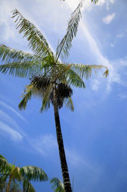 Salvador, Bahia, Brezilya - 29 Ocak 2021: Salvador şehrinde acai palmiye tarlası görüldü.. 