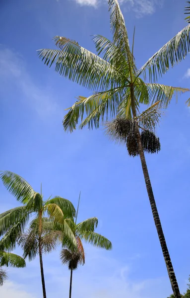 Salvador Bahia Brazil Januari 2021 Acai Palmplantage Ses Staden Salvador — Stockfoto