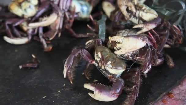 Salvador Bahia Brasilien Februar 2021 Uca Crab Ucides Cordatus Wird — Stockvideo