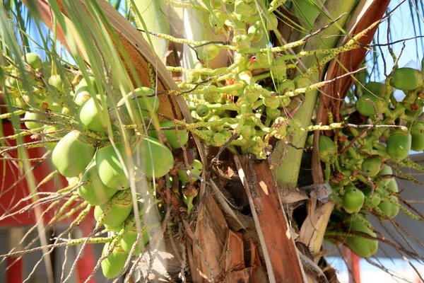 Salvador Bahia Brasilien Februar 2021 Kokosnussstrauß Auf Kokosnussbaum Der Stadt — Stockfoto