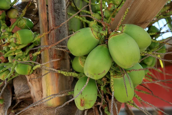 Salvador Bahia Brasile Febbraio 2021 Mazzo Cocco Vede Sul Cocco — Foto Stock