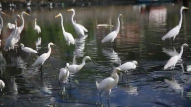 salvador, bahia, brazil - february 12, 2021: white heron (Ardea alba) is seen in the region of Sao Joao do Cabrito in the city of Salvador.