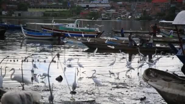 Salvador Bahia Brazil February 2021 White Heron Ardea Alba Seen — Stockvideo