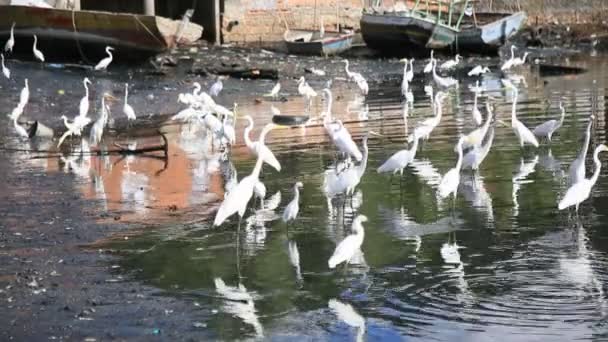 Salvador Bahia Brazil February 2021 White Heron Ardea Alba Seen — Stockvideo