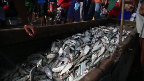 Salvador Bahia Brazil Februari 2021 Sardinevis Zien Porto Das Sardinhas — Stockvideo