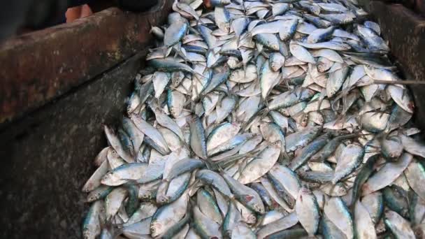 Salvador Bahia Brasil Fevereiro 2021 Peixe Sardinha Ser Visto Porto — Vídeo de Stock