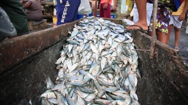 Salvador Bahia Brasil Febrero 2021 Pueden Ver Peces Sardinos Porto — Vídeos de Stock