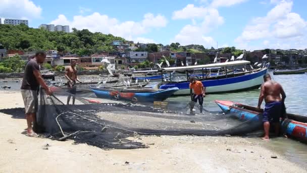 Salvador Bahia Brazilský Únor 2021 Sardinky Jsou Vidět Porto Das — Stock video
