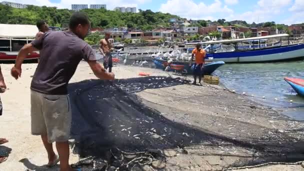 Salvador Bahia Brazil February 2021 Sardine Fish Seen Porto Das — стоковое видео