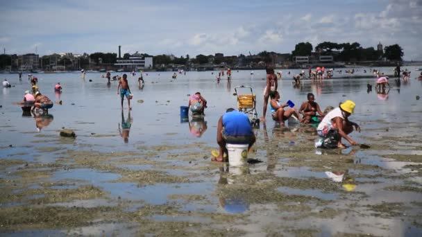 Salvador Bahia Brasil February 2021 Women Seen Harvesting Seafood Sea — Stok video