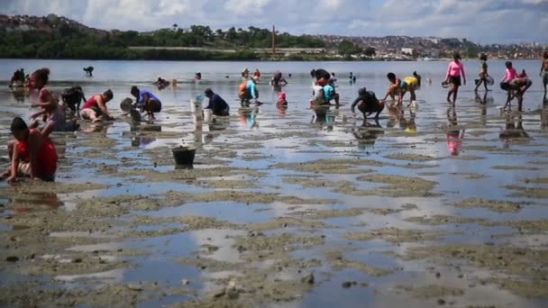 Salvador Bahia Brasil February 2021 Women Seen Harvesting Seafood Sea — Stok video