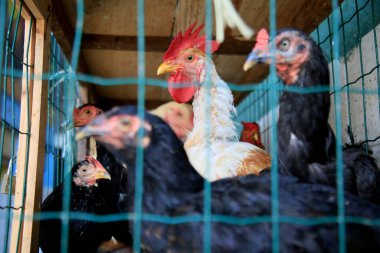 Salvador, Bahia, Brezilya - 17 Şubat 2021: Salvador şehrindeki Feira de Sao Joaquim 'de satılık tavuk veya arka bahçe tavukları görülür..