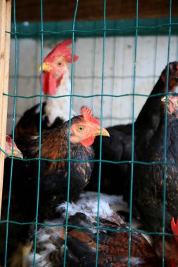 Salvador, Bahia, Brezilya - 17 Şubat 2021: Salvador şehrindeki Feira de Sao Joaquim 'de satılık tavuk veya arka bahçe tavukları görülür..