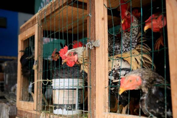 Salvador Bahia Brasil Junio 2021 Pollo Campo Libre Venta Feira — Foto de Stock