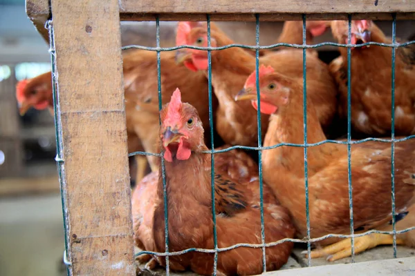 Salvador Bahia Brasil Junio 2021 Pollo Campo Libre Venta Feira — Foto de Stock