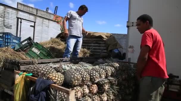 Salvador Bahia Brazil Juni 2021 Arbetare Ses Bära Ananas Sao — Stockvideo