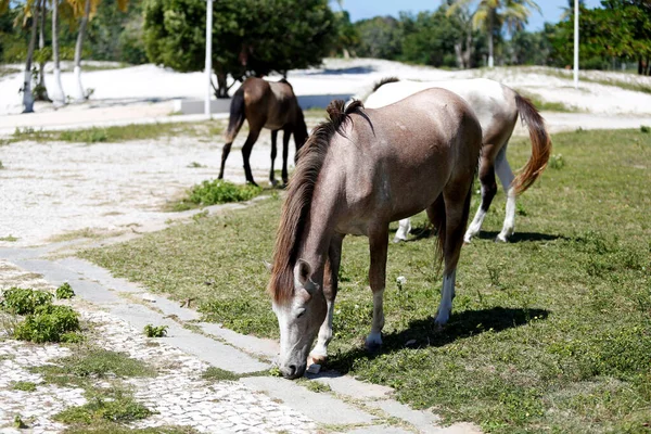 2018年7月24日 サルバドル市内のParque Abaet地区では 馬が草の上で緩んでいるのが見えます — ストック写真