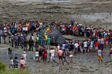 salvador, bahia, brazil - august 30, 2019: humpback whale - Megaptera novaeangliae - dies while running aground on the beach in Coutos in the city of Salvador. clipart