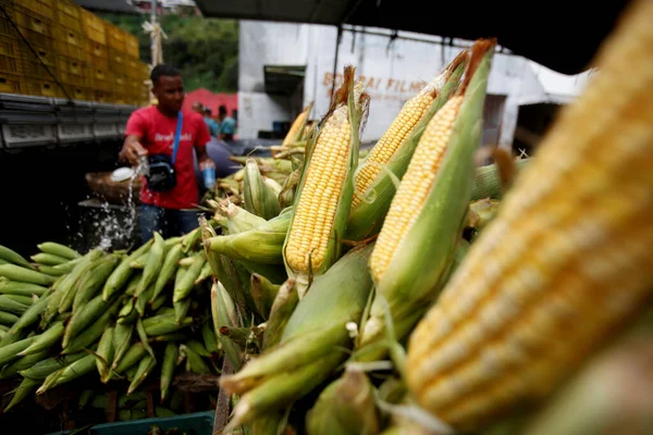 Salvador Bahia Brasilien Juni 2019 Grüne Mais Zum Verkauf Auf — Stockfoto