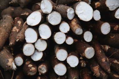 Salvador, Bahia, Brezilya - 17 Ağustos 2021: Salvador şehrindeki ücretsiz bir panayırda satılık Cassava kökleri.