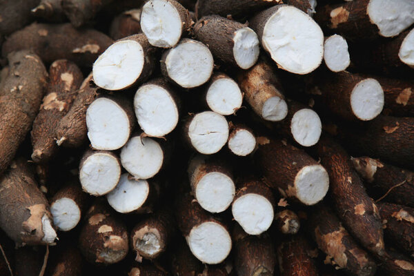 salvador, bahia, brahbad - 17 августа 2021: корни кассавы для продажи на бесплатной ярмарке в городе Сальвадор.