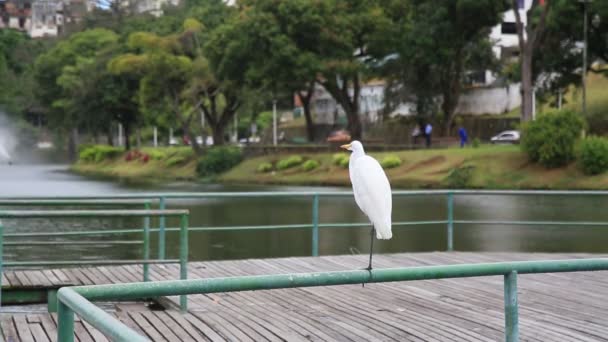 Salvador Bahia Brasil Agosto 2021 Pássaro Garça Branca Visto Cais — Vídeo de Stock