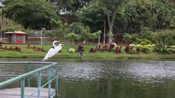 Salvador Bahia Brazil August 2021 White Heron Bird Seen Pier — Stock Video