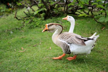 Salvador, Bahia, Brezilya - 17 Ağustos 2021: Salvador şehrindeki Dique de Itororo gölünde kaz kuşları görüldü..