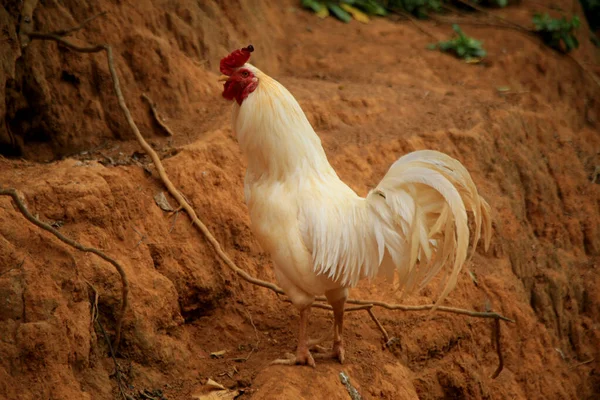 Salvador Bahia Brasile Agosto 2021 Pollo Del Cortile Visto Una — Foto Stock