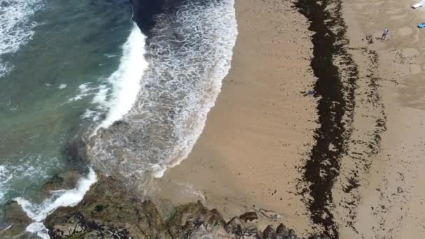 Salvador Bahia Brésil Septembre 2021 Des Plantes Aquatiques Connues Sous — Video