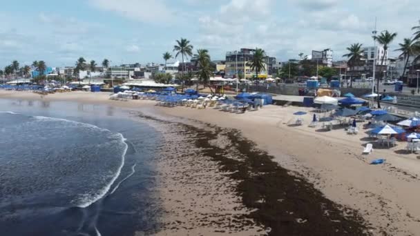 Salvador Bahia Brezilya Eylül 2021 Salvador Itapua Plajı Boyunca Sergasso — Stok video
