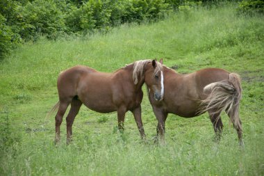 Birkaç gri at yeşil çim arazisinde. Aşk kavramı, Sevgililer Günü.