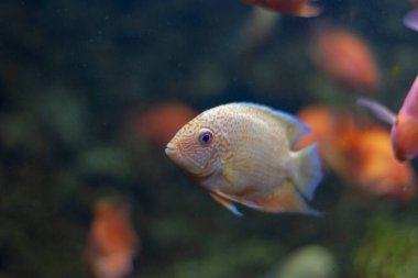 Akvaryumda camın arkasında balık var..